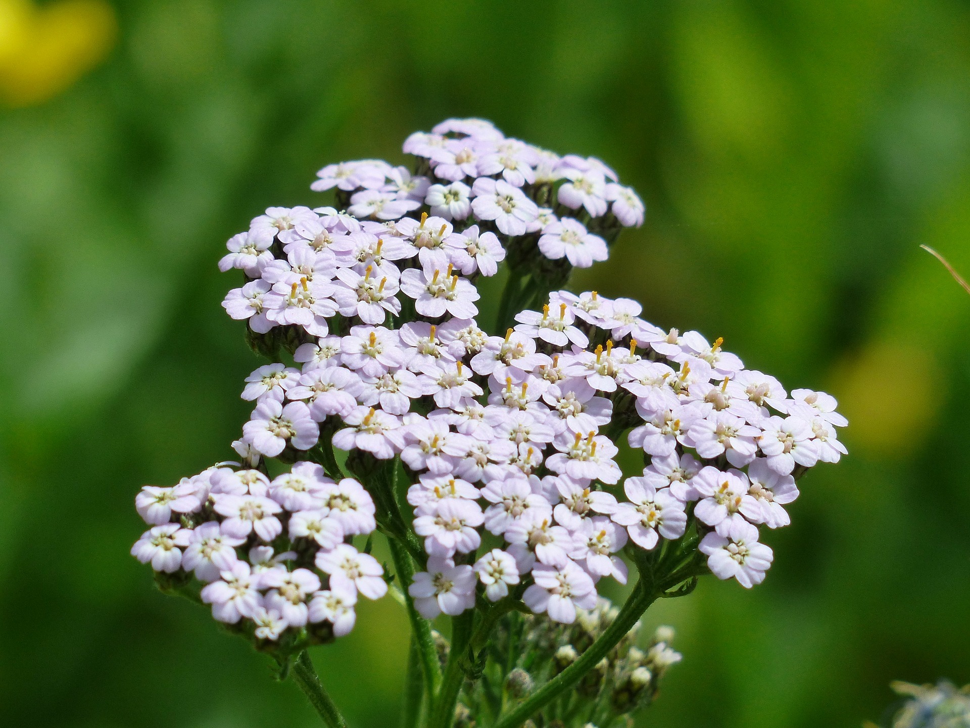 Healthy Greek Herbs to Include in your Diet Luxury Greek Villas